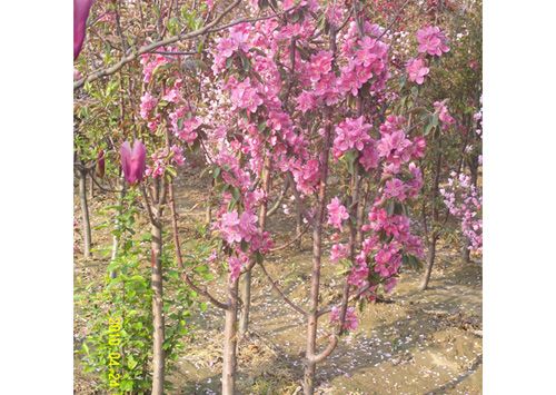 芭蕾舞海棠